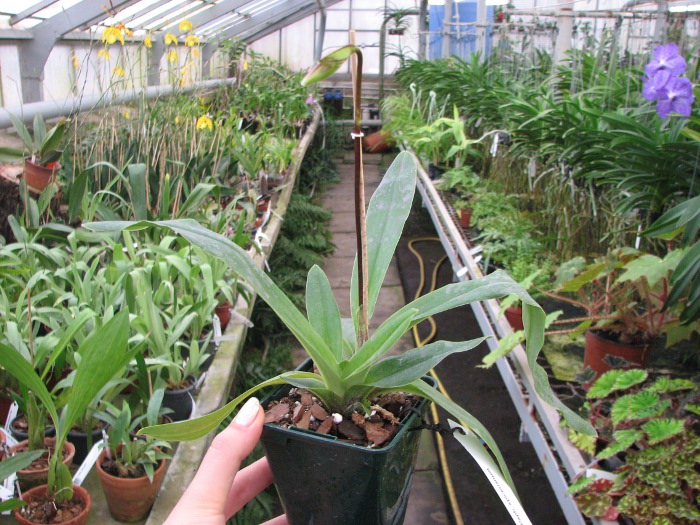 Paphiopedilum spicerianum.JPG