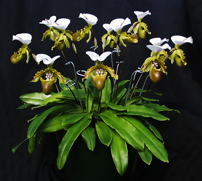 Paphiopedilum spicerianum .jpg