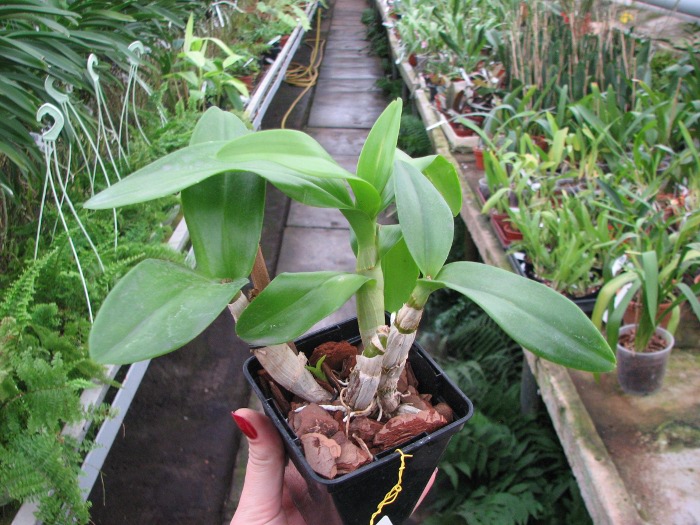 Dendrobium Jairak Spin.JPG