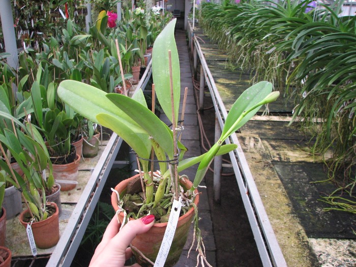 Laeliocattleya Sierra Skies 'Leone'.JPG