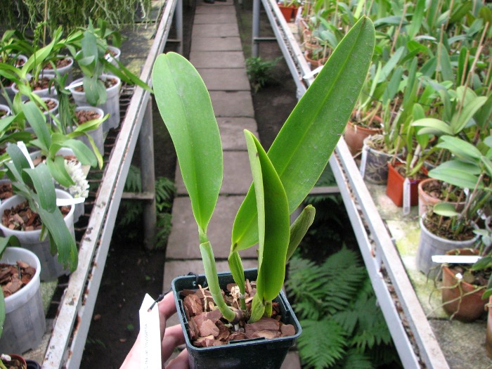 Cattleya rex var. Moyobamba.JPG