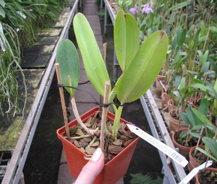 Cattleya jenmanii 'Boliva' x Cattleya jenmanii rubra 'Serra Negra'.JPG