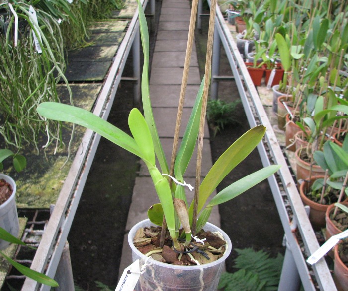 Cattleya jenmanii coerulea 'Pedra Azul' x SELF.JPG