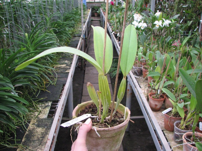 Cattleya trianae 'Binot' x Cattleya trianae 'Jean Groben'.JPG