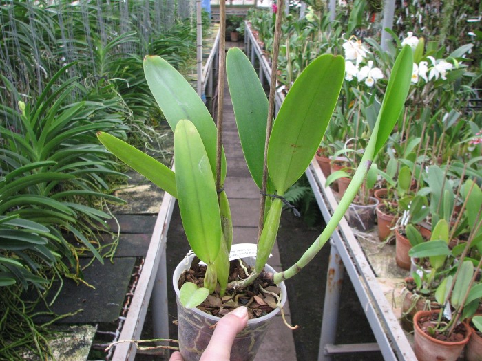 Cattleya trianae escura 'Jean Groben' (11-8) x Cattleya trianae 'Mariposa' (14-8).JPG