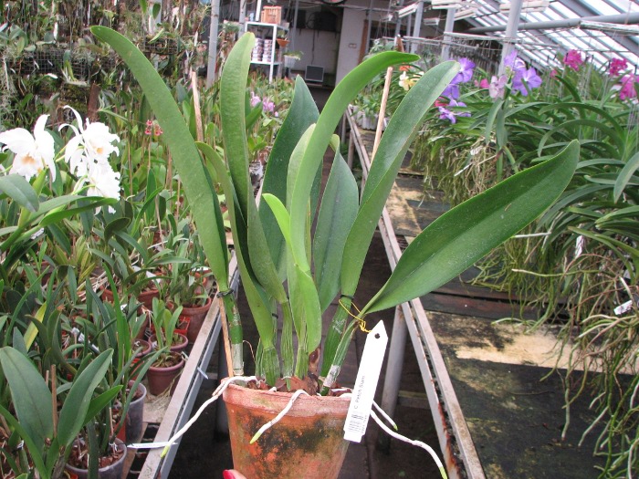 Cattleya Petch Siam.JPG