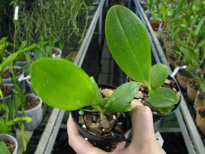 Phalaenopsis Orchid World.JPG