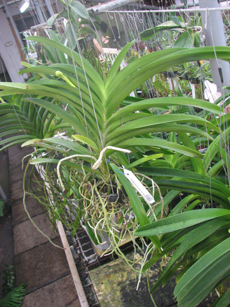 Ascocenda Udomchai Beauty.jpg