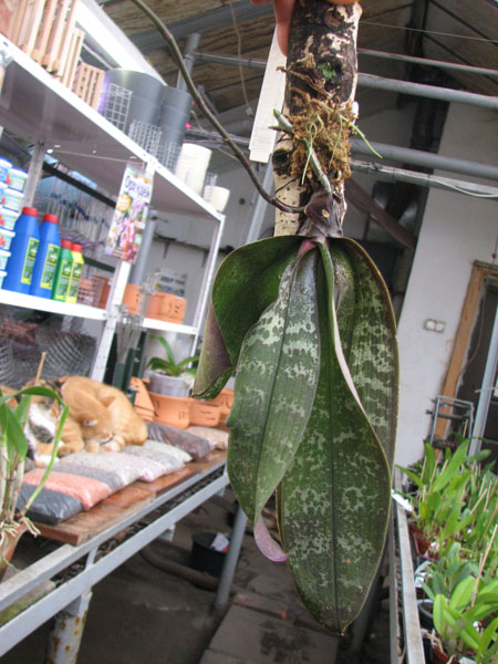 Phalaenopsis schilleriana.jpg