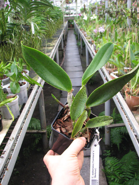 Cattleya walkeriana ('Cambara' x 'Bertona').jpg