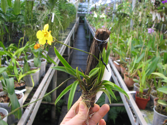 Oncidium (Tolumnia) Midas.jpg