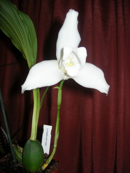 Lycaste skinneri