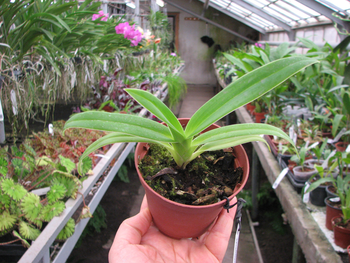 Phragmipedium Memory Dick Clements (besseae x sargentianum).jpg