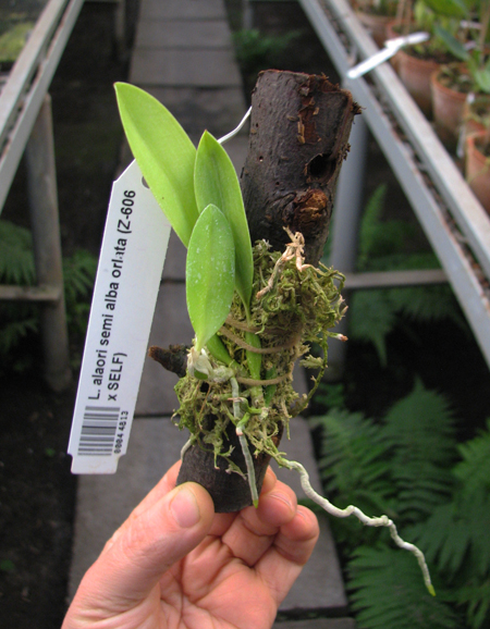 Laelia alaori semi alba orlata (Z-606 x SELF).jpg