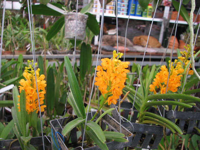 Ascocentrum miniatum.jpg