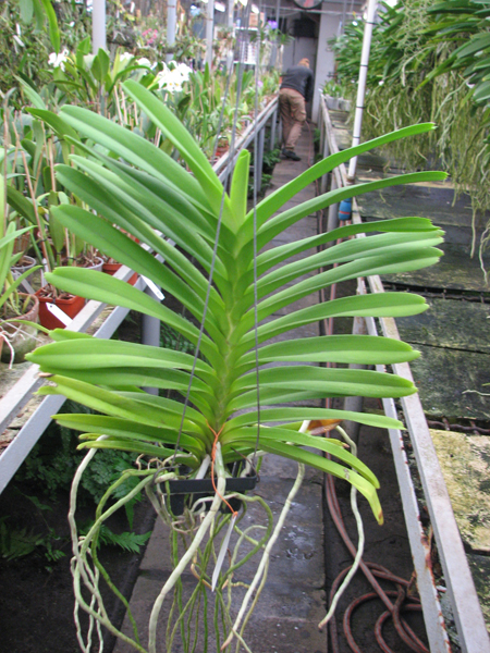 Vanda Mimi Palmer x Vanda coerulea.jpg
