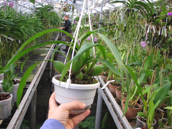 Coelogyne cristata.jpg