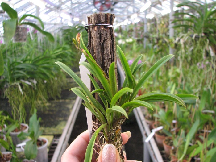 Oncidium (Tolumnia) Midas.JPG