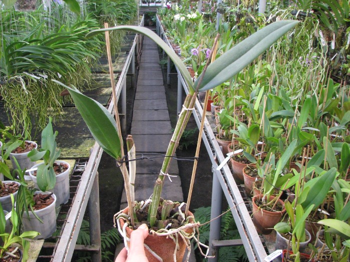 Laeliocattleya Sagarik Wax.JPG