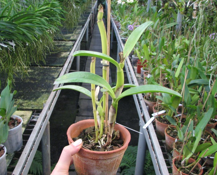 Cattleya bowringiana coerulea.JPG