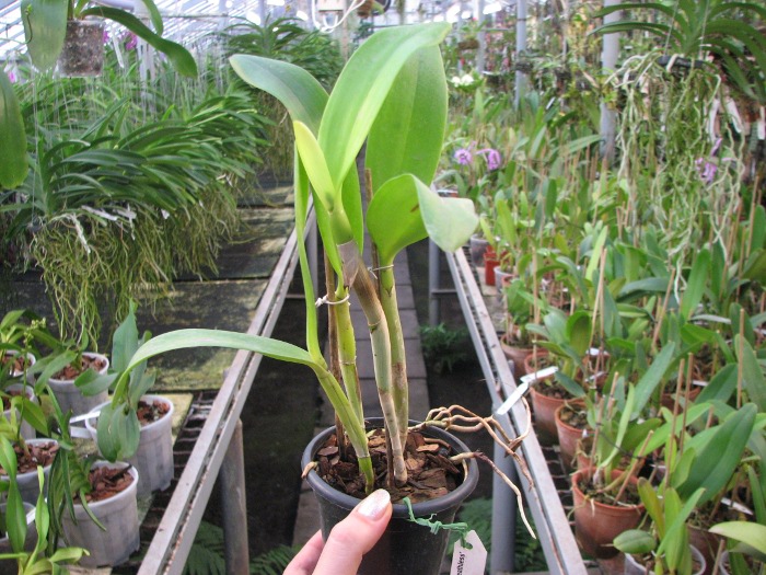 Sophrolaeliocattleya Ann Komine 'Breathless'.JPG