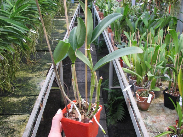 Cattleya Green Emerald 'Orchid Queen' (Cattleya Elizabeth Mahon x Cattleya Thospol Spot).JPG