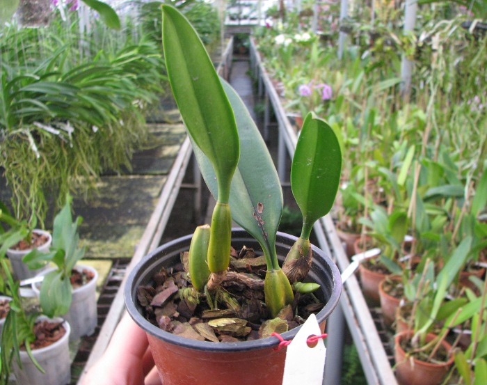Bulbophyllum Elizabeth Ann.JPG