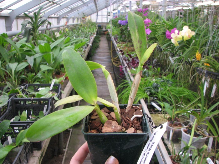Laeliocattleya Imperial Charm 'Sato' (Pri Pri x Imperial Wings).JPG