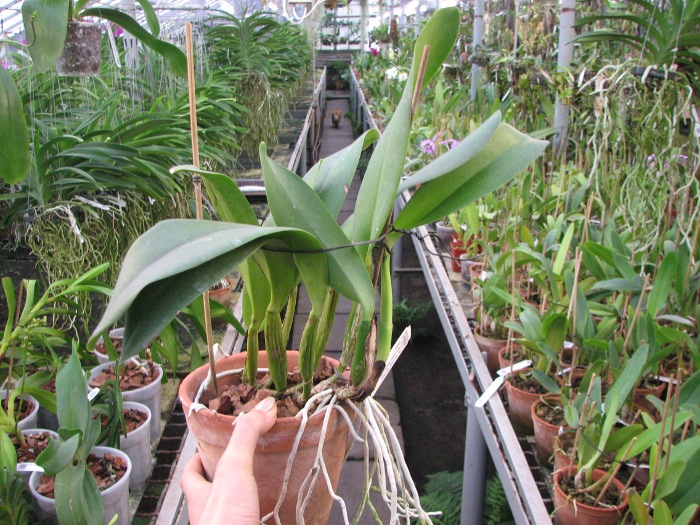 Brassolaeliocattleya Sunstates Peak Down (Mem.Crispin Rosales x Bonanza Queen).JPG