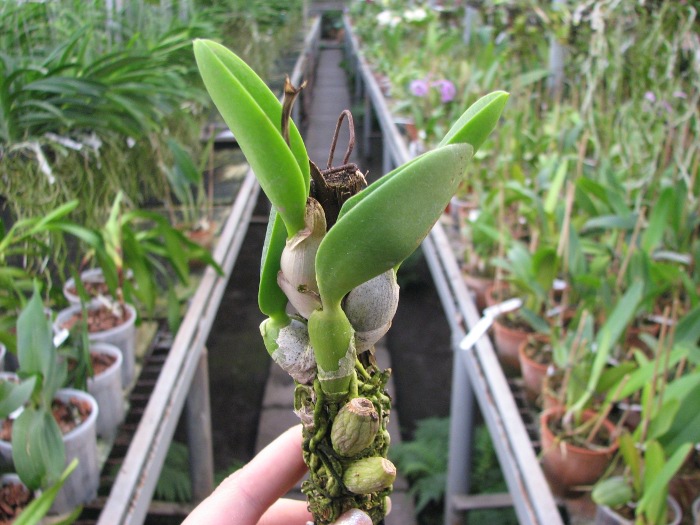 Laelia sincorana XXXX x Laelia sincorana coerulea.JPG