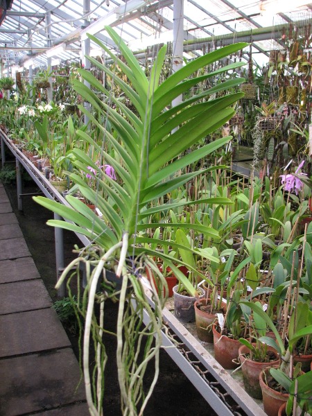 Vanda Mimi Palmer x Vanda coerulea.JPG