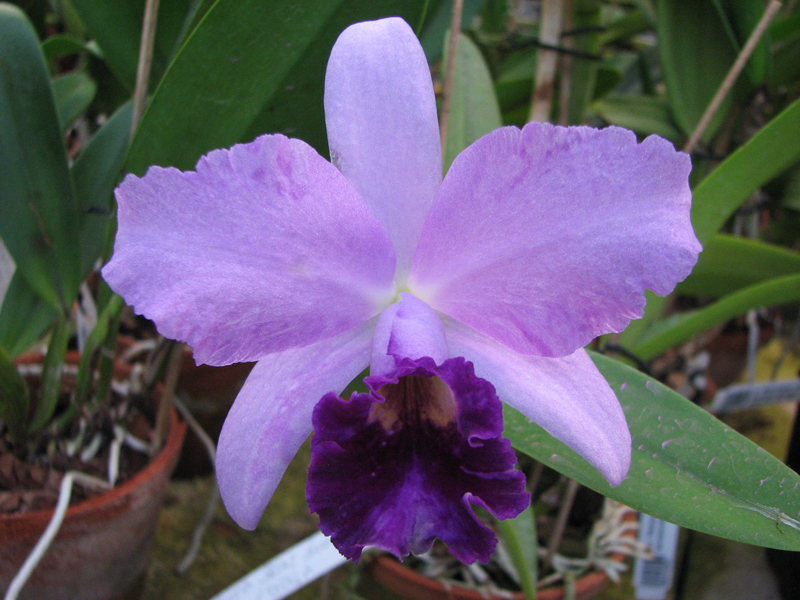 Laeliocattleya Sierra Skies 'Leone'.jpg