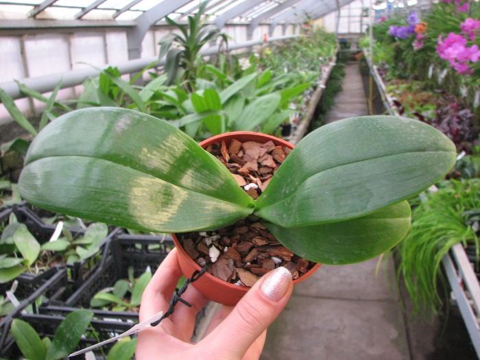 Phalaenopsis Mituo Sun x Phalaenopsis Prima B.B..JPG