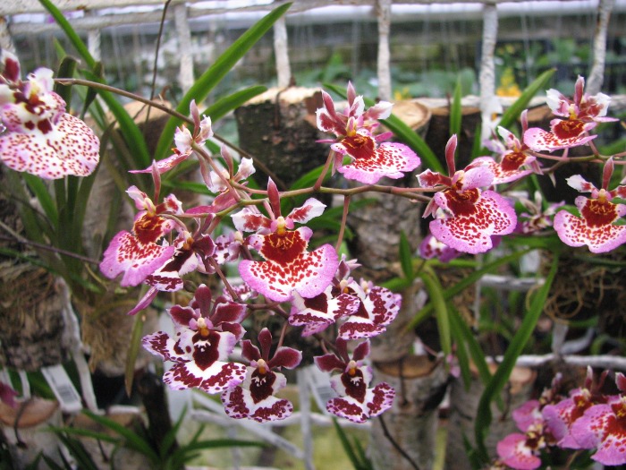 Oncidium (Tolumnia) hybrids.JPG