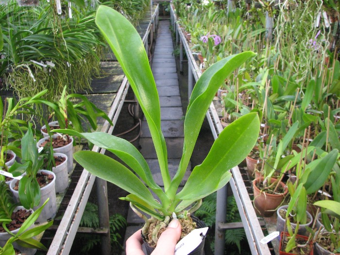 Phalaenopsis lueddemanniana.JPG