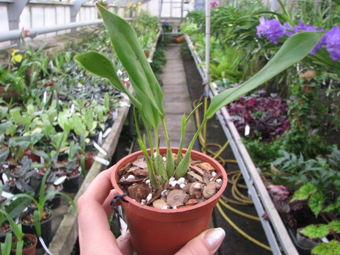 Dendrochilum uncatum.JPG
