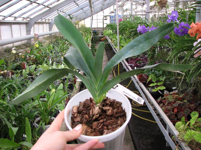 Angraecum sesquipedale.JPG