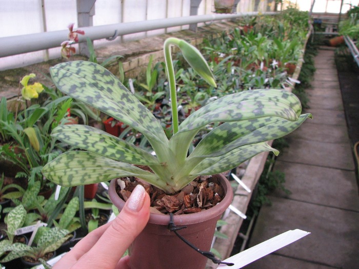Paphiopedilum Maudiae alba.JPG