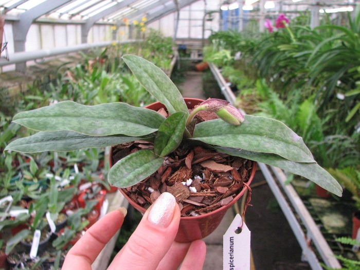 Paphiopedilum bellatulum x spicerianum.JPG