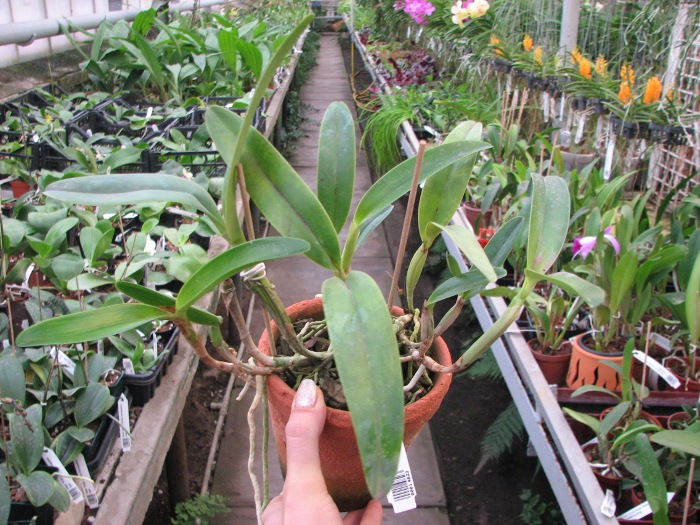 Coilostylis ciliaris.JPG