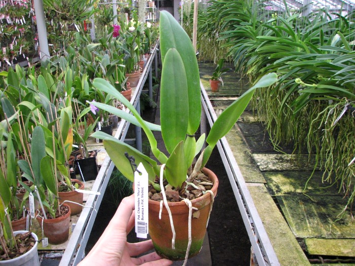 Potinara Charmides 'Miura' (Laeliocattleya Bonanza x Potinara Medea).JPG