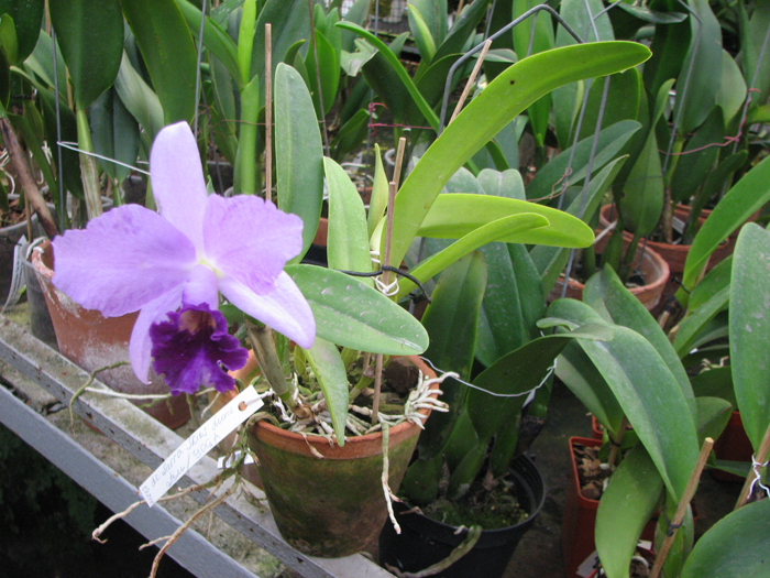 Laeliocattleya Sierra Skies 'Leone'.jpg
