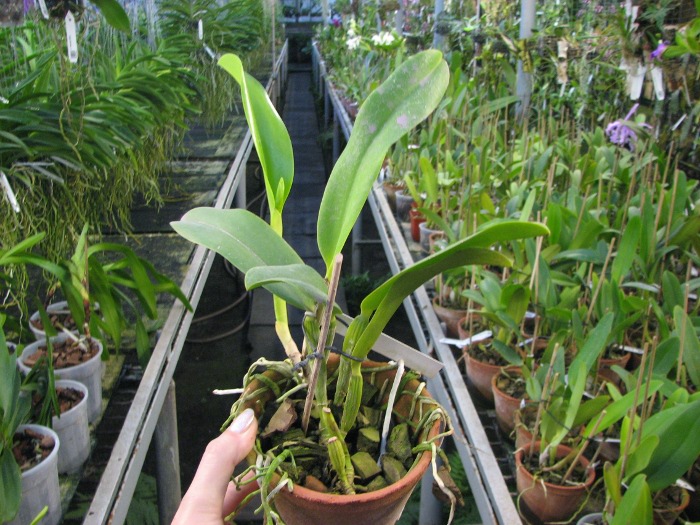 Cattleya warneri semi alba 'Geneva' x Laelia praestans alba.JPG