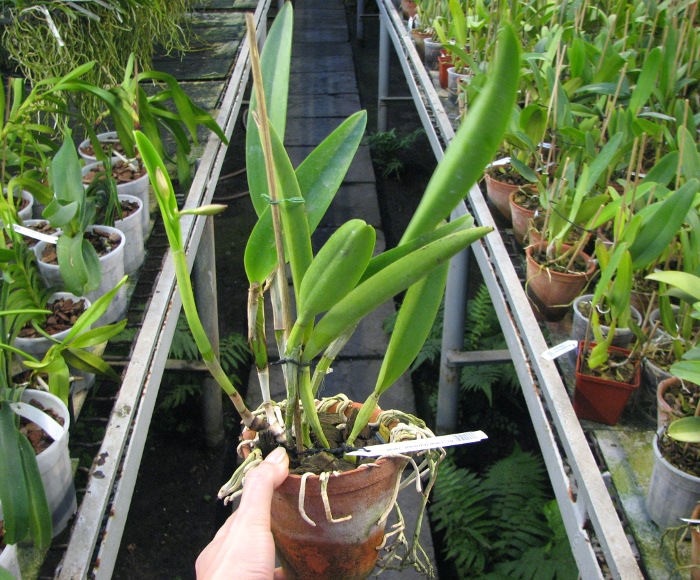 Brassocattleya Little Marmaid 'Janet'.JPG