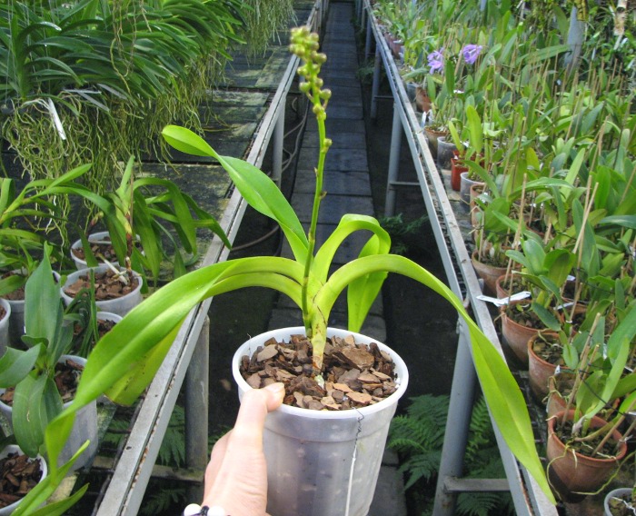 Aerides quinquevulnera var. calayana.JPG