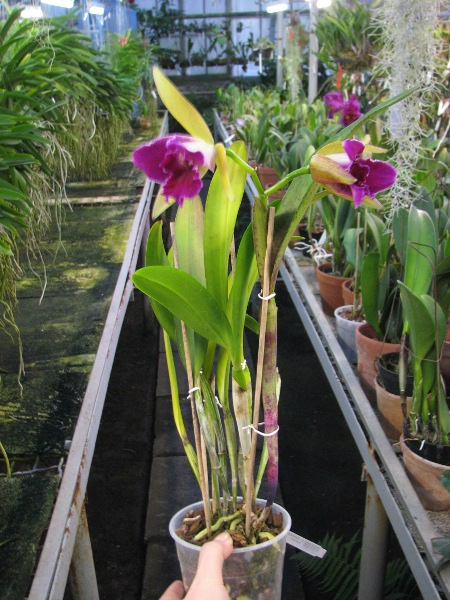 Laelia tenebrosa x Cattleya Penny Kuroda 'spots'.JPG