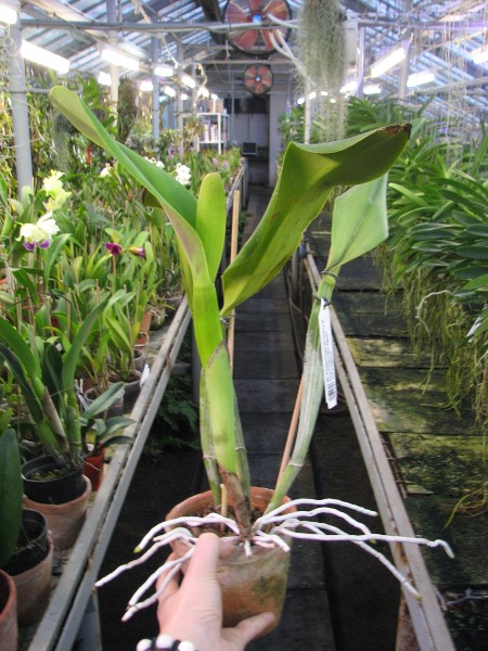 Brassolaeliocattleya Pamela Finney 'All Victory' (C. Irene Finney x Rlc. Pamela Hetheringhton).JPG