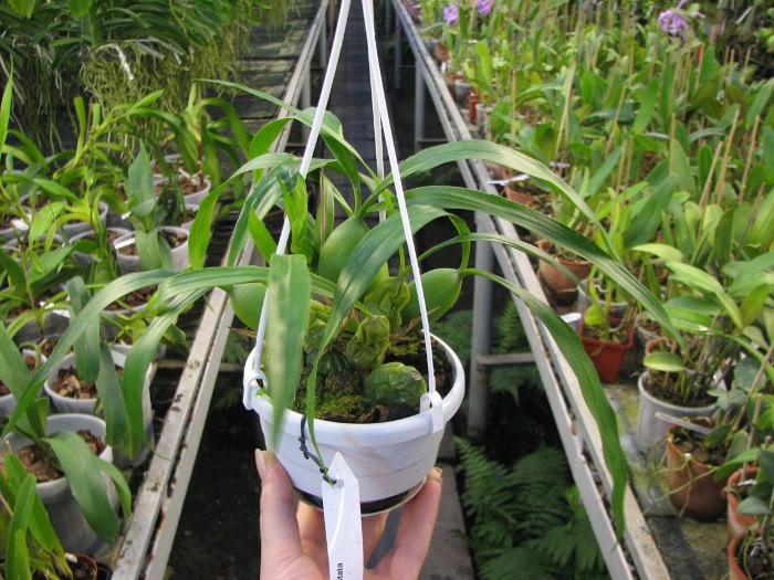 Coelogyne cristata.JPG