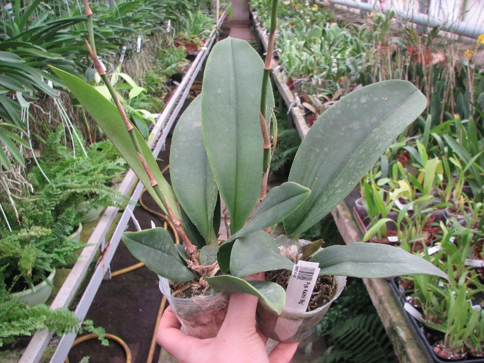 Psychopsis Kalihii 'Big'.JPG