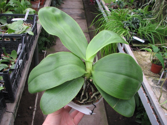 Phalaenopsis Liodoro (Phalaenopsis Deventeriana x Phalaenopsis violacea).JPG